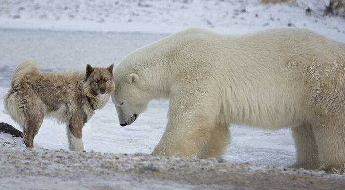 Are Bears Related To Dogs?