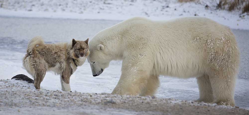 Un cane eschimese canadese esce con l'orso polare