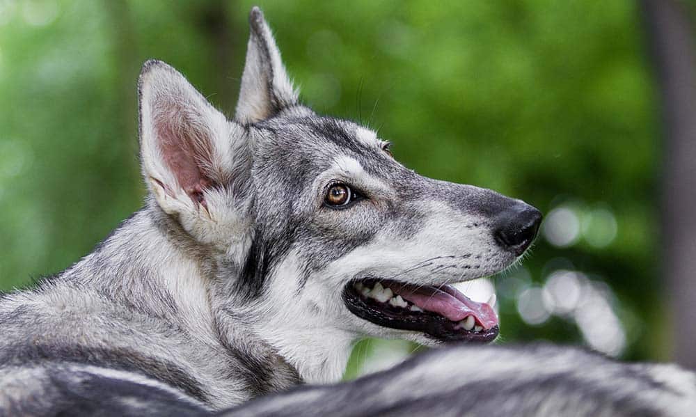 I cani Inuit settentrionali sono una razza di cani che sembrano lupi