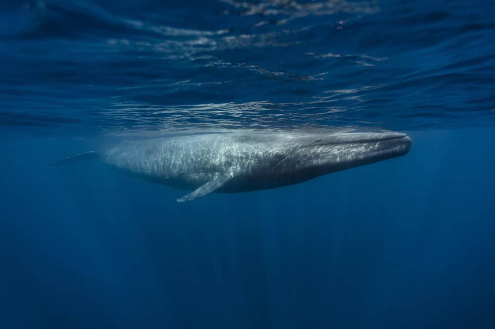 Una balenottera azzurra vicino alla superficie dell'oceano.