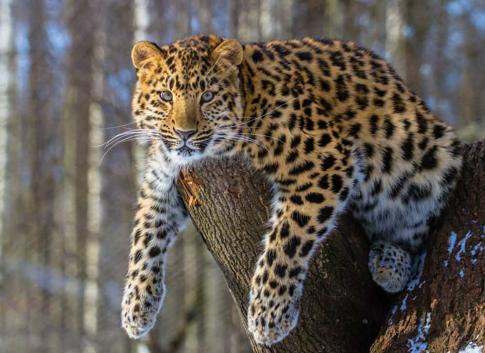 Un leopardo dell'Amur sdraiato su un ceppo di albero.