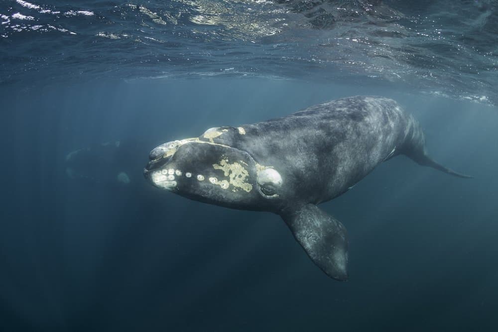Una balena franca del Nord Atlantico che nuota nell'oceano vicino alla superficie.