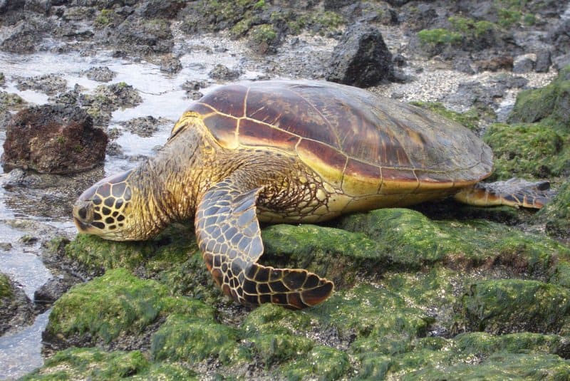 Tartaruga marina seduta sul muschio vicino alle rocce
