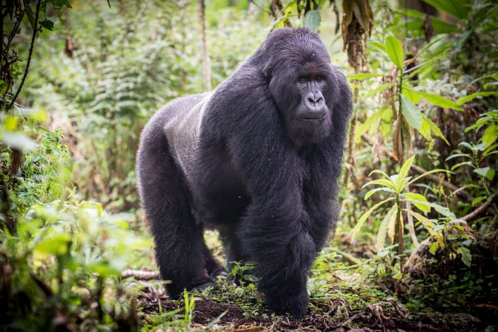 Un grande gorilla che cammina attraverso una foresta verde.