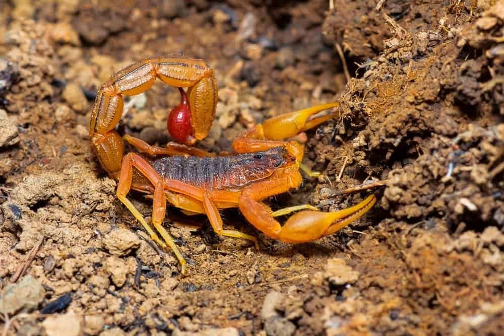 10 animali più velenosi: scorpione indiano dalla coda rossa, Saswad, distretto di Pune, Maharashtra