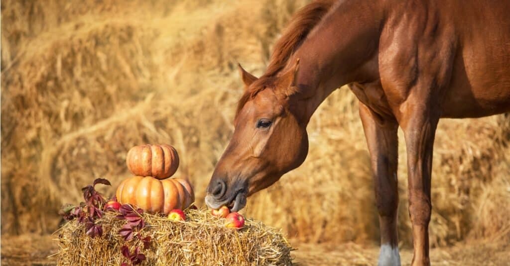 cavallo che mangia una mela accanto a una zucca