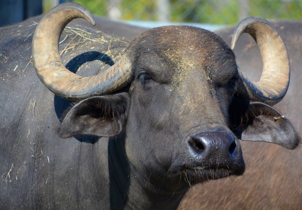 Il bufalo d'acqua o il bufalo d'acqua asiatico domestico in acqua