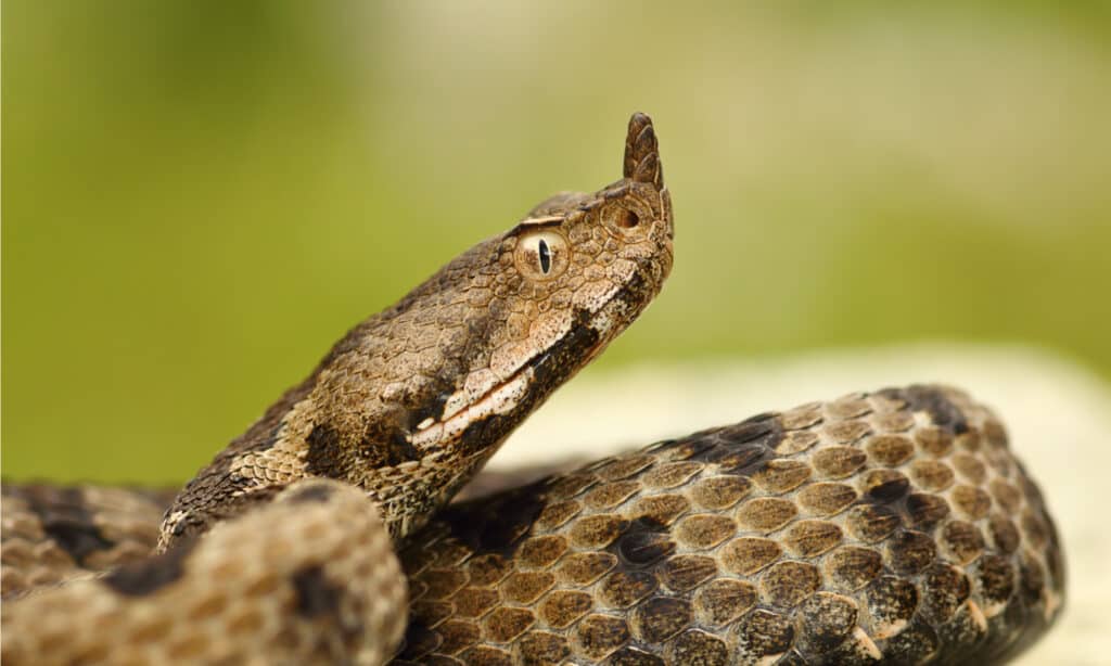 Un primo piano della vipera dal naso femminile.  La cosa più evidente di questo serpente è il corno carnoso in cima al muso.