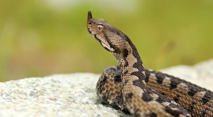 Qual è più velenoso: serpenti a sonagli vs vipere?
