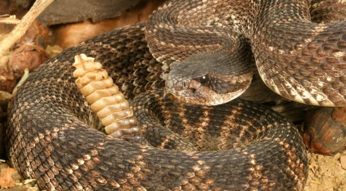 92 serpenti a sonagli sotto una casa: scopri i luoghi più pieni di serpenti sulla terra
