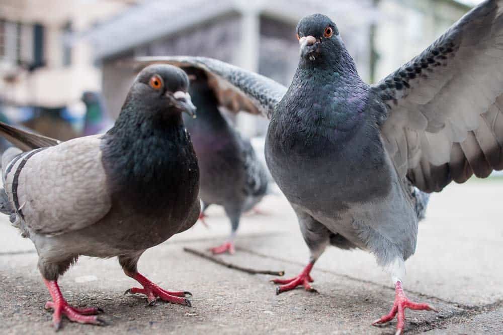 Tre piccioni in piedi su un marciapiede.  Le ali di un piccione sono spiegate.