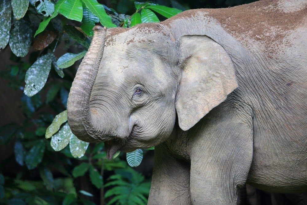 Un elefante che mangia le foglie.