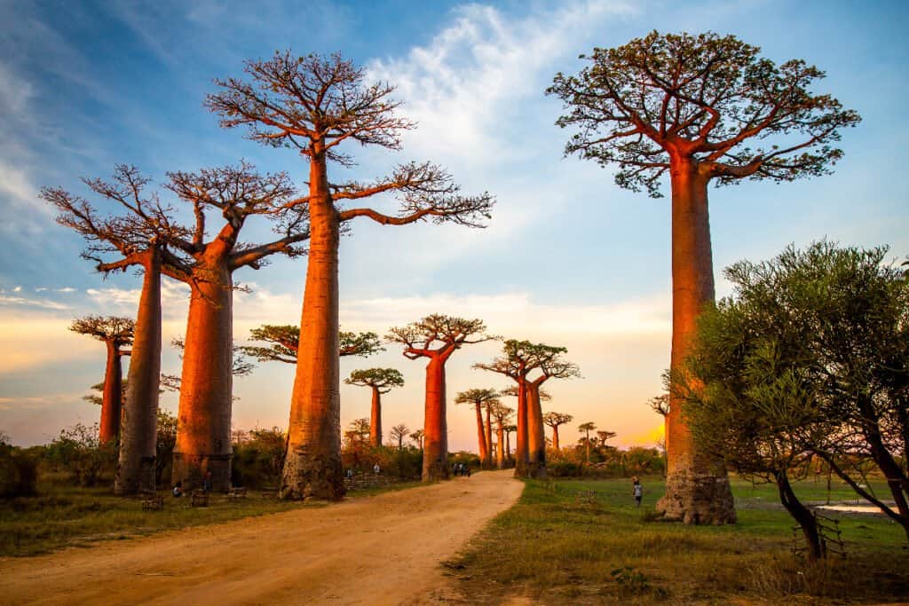 Madagascar - Alberi di baobab