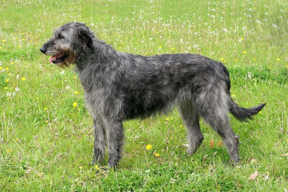 Un grigio Irish Wolfhound in piedi nell'erba.