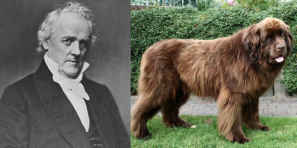 Il presidente James Buchanan aveva un grosso cane di Terranova