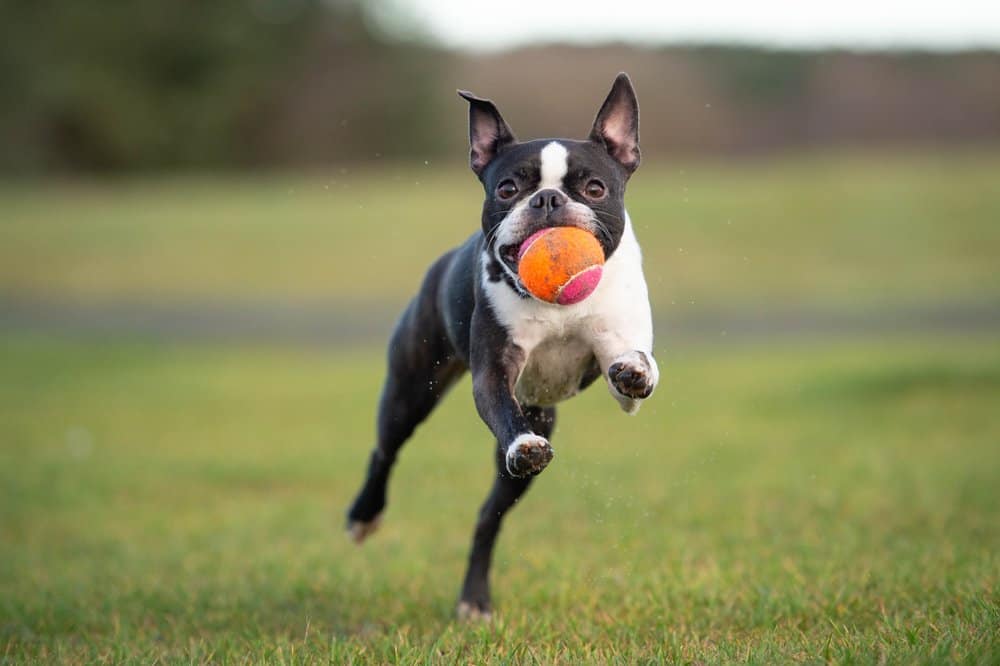 Un Boston Terrier che salta a metà con una pallina da tennis arancione e rosa in bocca.