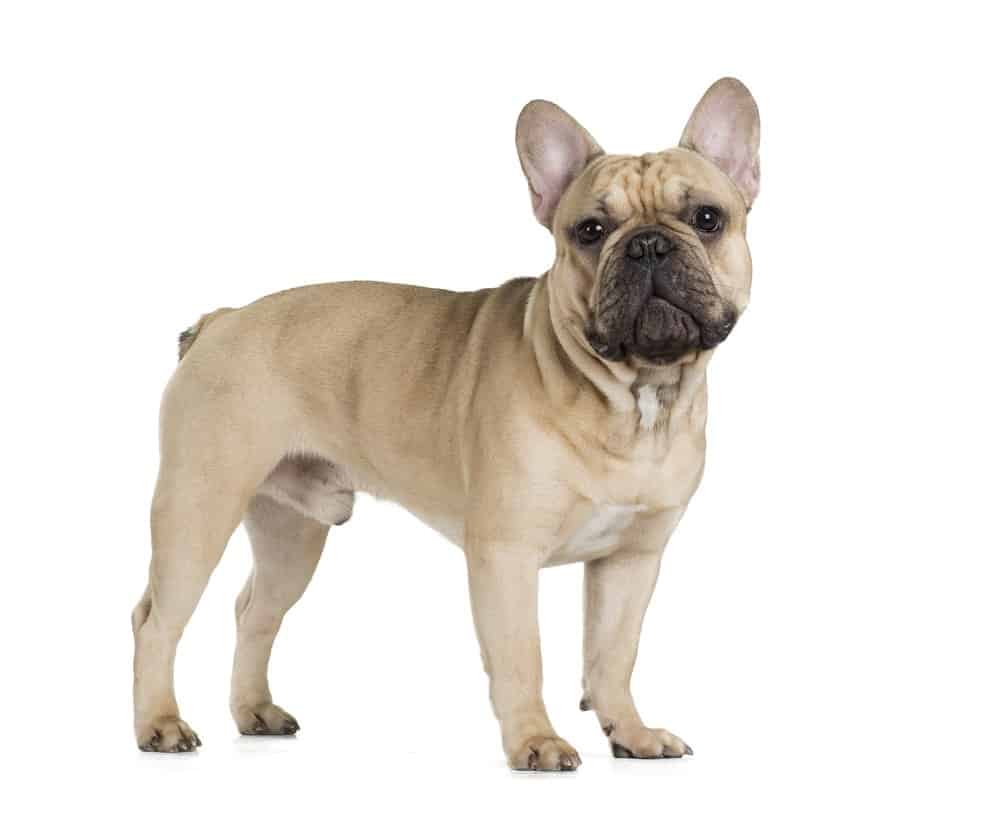 Bulldog francese (Canis familiaris) - in piedi contro uno sfondo bianco
