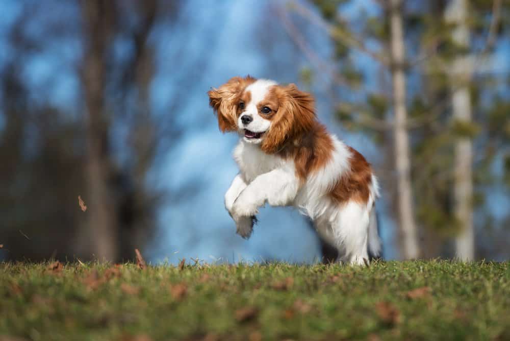 Cavalier King Charles Spaniel (Canis familiaris) - cucciolo che salta