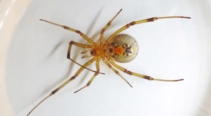 I 5 ragni più pericolosi della Louisiana quest'estate e come individuarli
