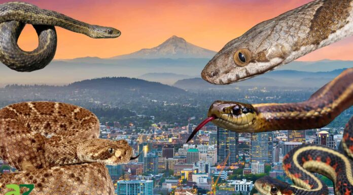 Scopri i 5 serpenti più grandi e pericolosi dell'Oregon quest'estate
