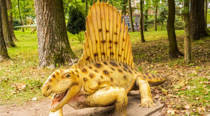 Scopri il Top Predator da 15 piedi con una vela gigante di 295 milioni di anni fa
