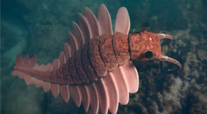 Scopri l'ibrido di 3 piedi di gamberi giganti e meduse di 500 milioni di anni fa
