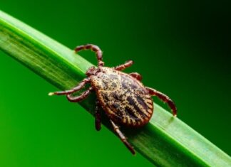 Tick Header - Tick Burrowed In