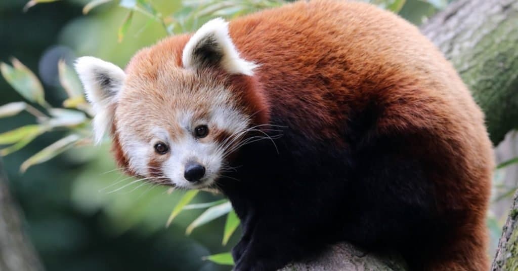 Animali più carini: panda rosso