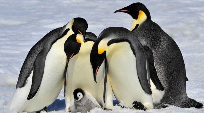 10 fatti incredibili sui pinguini
