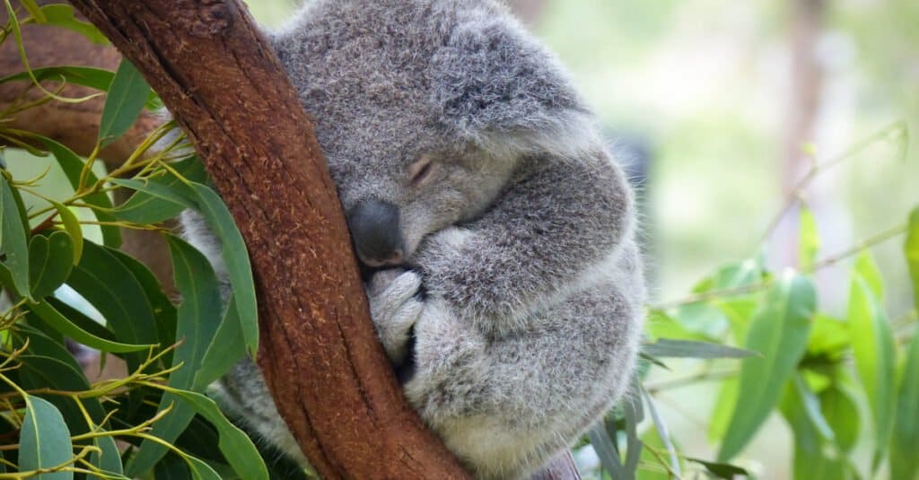 Gli animali più dormienti: Koala