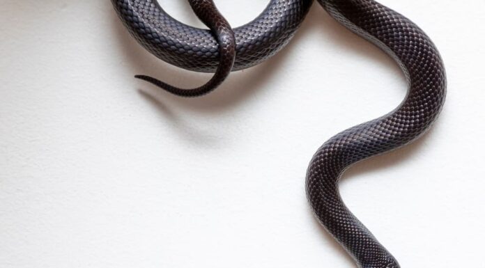 Serpenti in vendita: i 3 modi più affidabili per acquistare serpenti

