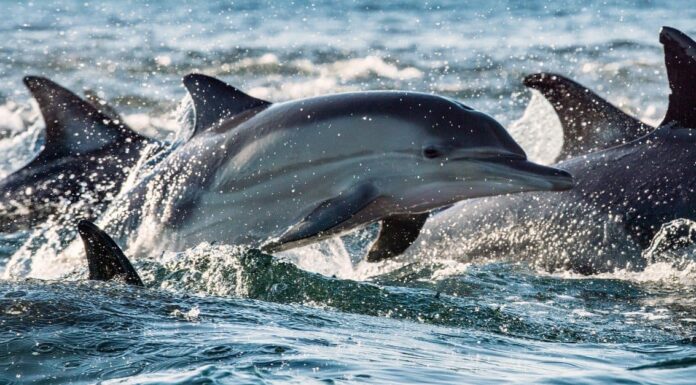 10 fatti incredibili sui delfini
