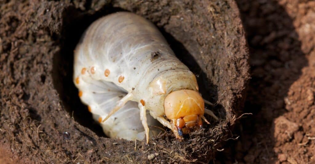 Larva di scarabeo stercorario, Altopiano occidentale, Camerun.