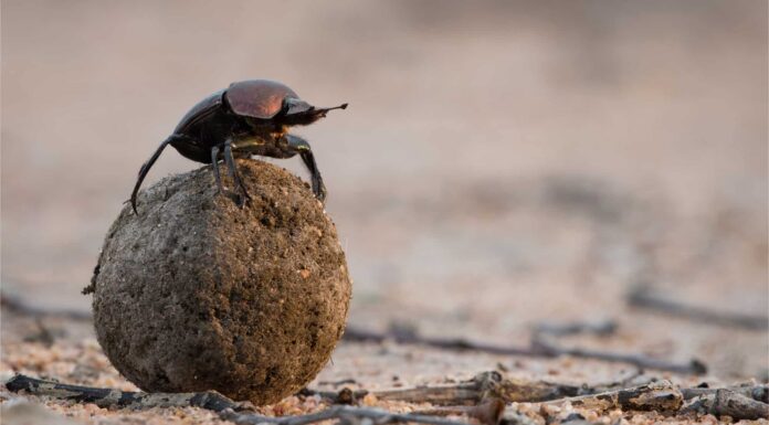 10 fatti incredibili sullo scarabeo stercorario
