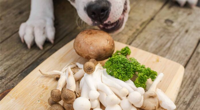 Can Dogs Eat Mushrooms? What Are the Risks?