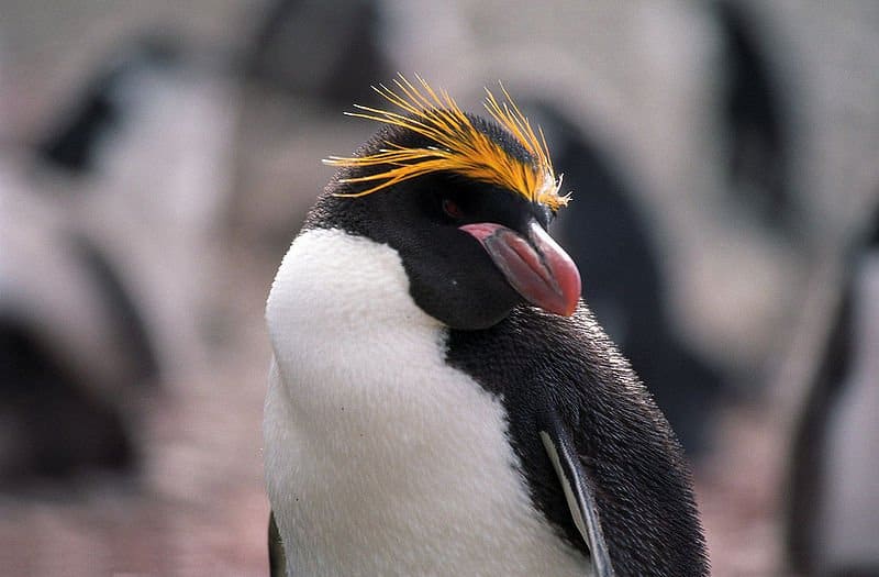 Ritratto del pinguino dei maccheroni