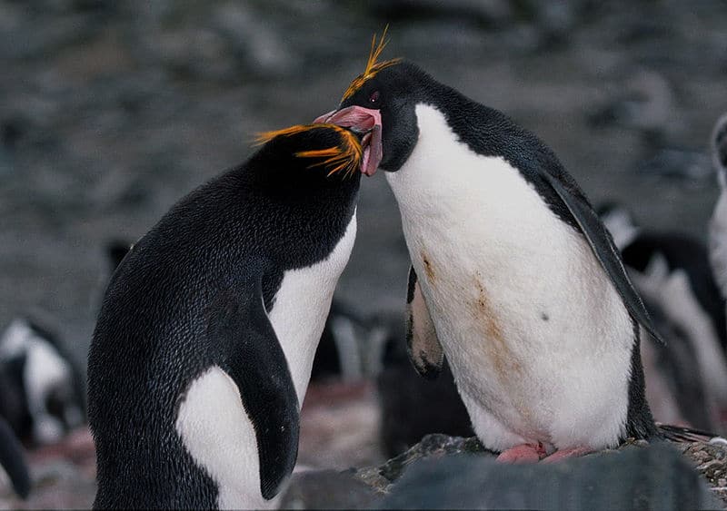Pinguino maccheroni che nutre i suoi piccoli