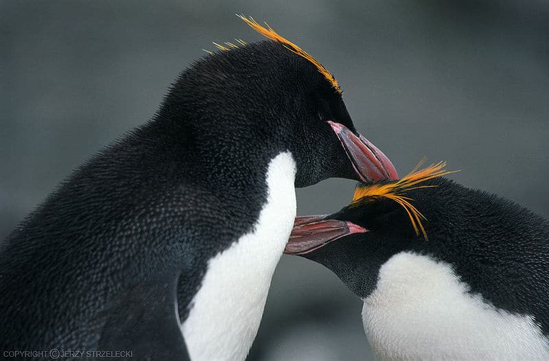 Pinguini maccheroni che si puliscono a vicenda