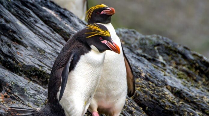 10 fatti incredibili sui pinguini maccheroni

