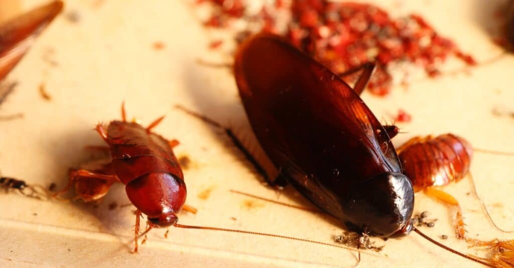 Un primo piano di uno scarafaggio adulto con due più piccoli.