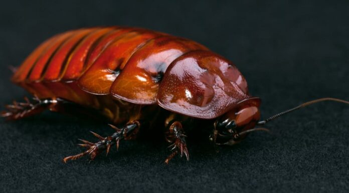 10 fatti incredibili sugli scarafaggi
