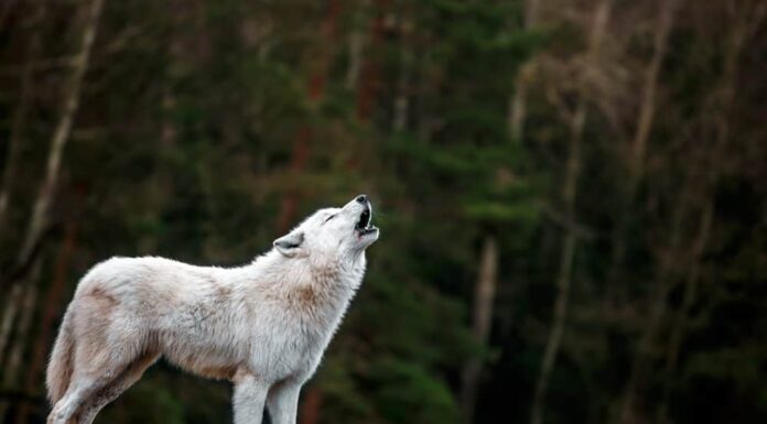 Cosa mangiano i lupi artici?
