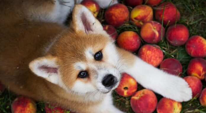  I cani possono mangiare le pesche?  Sono buoni o cattivi?
