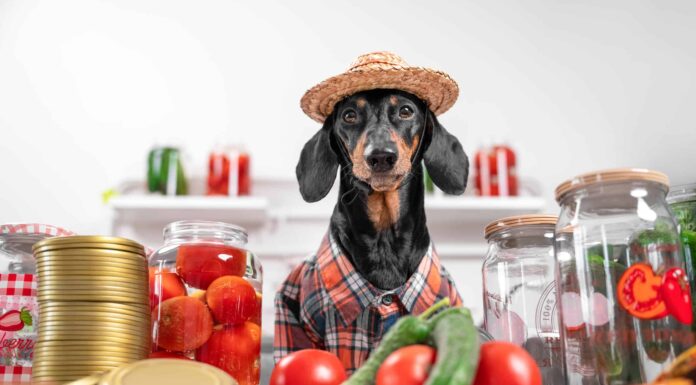  I cani possono mangiare i sottaceti in modo sicuro?  Dipende
