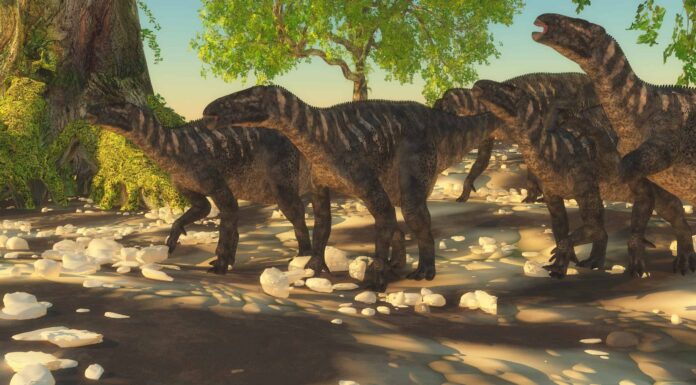 Il periodo Cretaceo: grandi eventi, animali e quando è durato
