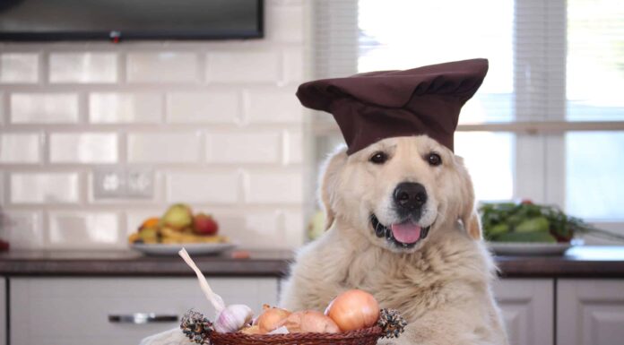  I cani che mangiano le cipolle sono pericolosi!  Ecco perché
