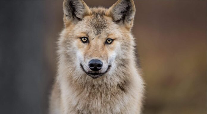 10 fatti incredibili sui lupi
