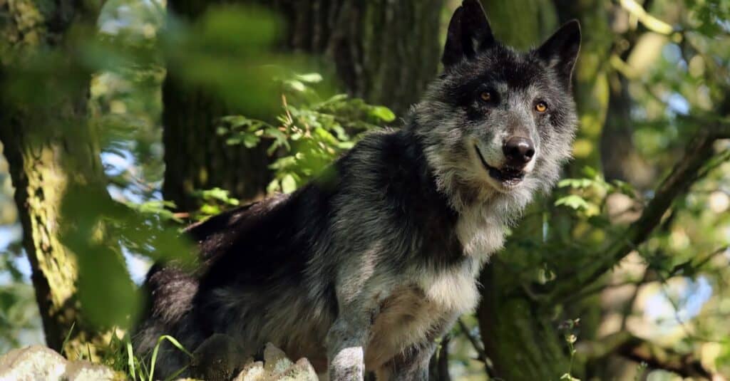 Il Mackenzie Wolf, lupo nordoccidentale (Canis lupus occidentalis) in piedi nella foresta e guardando giù dalla roccia.