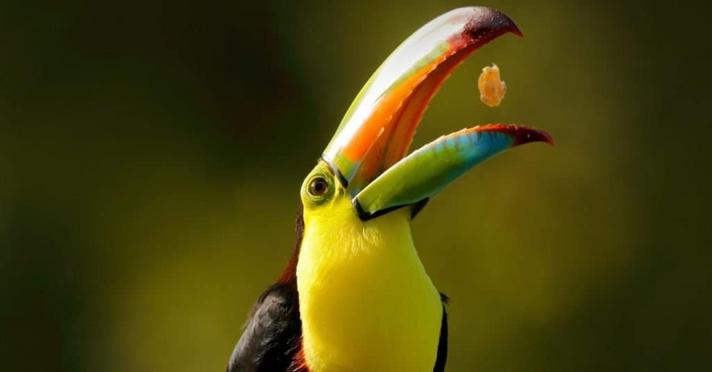 Tucano becco a chiglia, Ramphastos sulfuratus, uccello con becco grosso seduto sul ramo nella foresta con frutta nel becco, Boca Tapada, Laguna de Lagarto Lodge, Costa Rica.