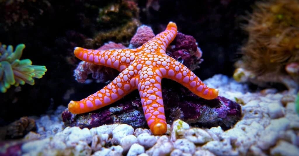 Il corpo della stella marina è un insieme di nervi sensoriali